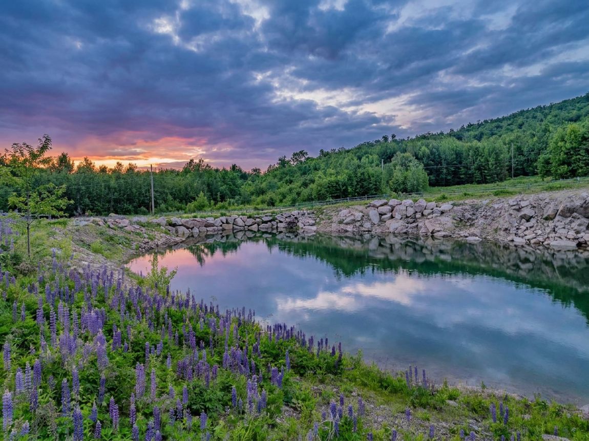 Lupines at dusk beside a quarry pond in the White Mountains